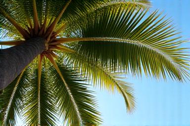 Professional palm tree trimming and care in Florida